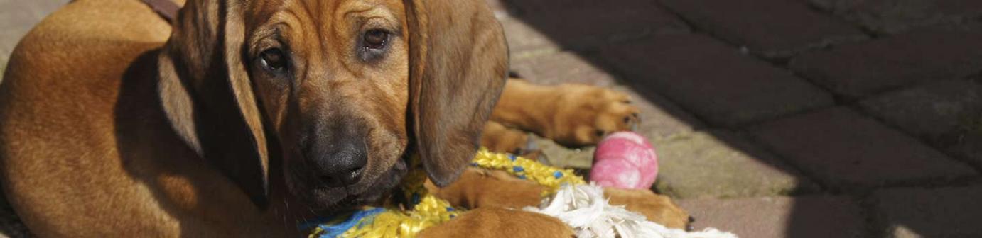 dog-control-puppy-speelt-met-rubberen-kong-opvoeding-puppy puppy-speelt-met-rubberen-kong