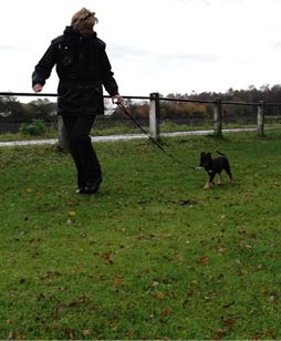 hoe-lang-mag-ik-wandelen-met-mijn-pup-Dog-control Een-pup-mag-niet-te-lang-achter-elkaar-wandelen-en-spelen.