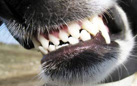 Hoe-voorkom-je-dat-je-hond-agressief-gedrag-vertoont