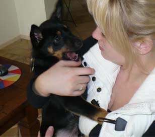 puppy-kennis-laten-maken-met-andere-mensen